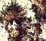 Астрофиллитовое «солнце» в альбите (Хибины)